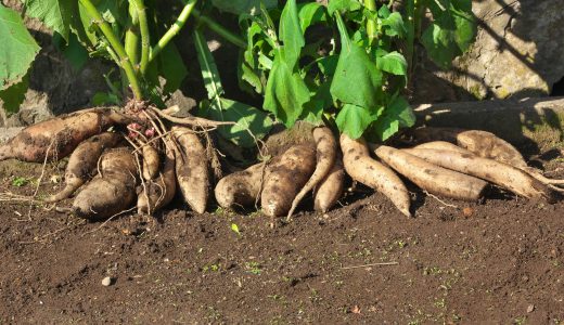 ヤーコンは食べ過ぎるとオナラが出る!?摂取量の目安•アク抜きなど食べ方も紹介