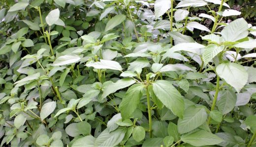 モロヘイヤの食べ過ぎは体に悪い?一日あたりの摂取量や新芽や茎にある毒性について