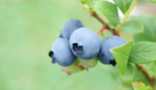 冷凍ブルーベリーの解凍・冷凍方法は?皮についている白い粉は農薬?保存期間は?