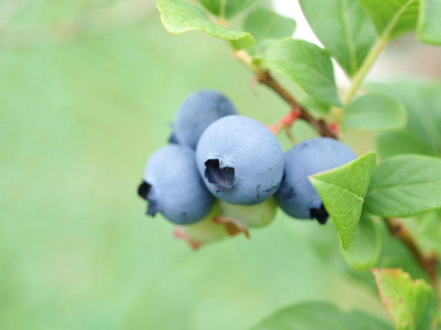 冷凍ブルーベリーの解凍 冷凍方法は 皮についている白い粉は農薬 保存期間は お役立ち 季節の耳より情報局