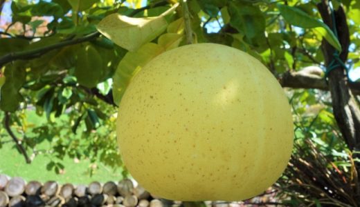 文旦の皮に栄養はあるの?気になる栄養素や効能について!文旦ピールの作り方!