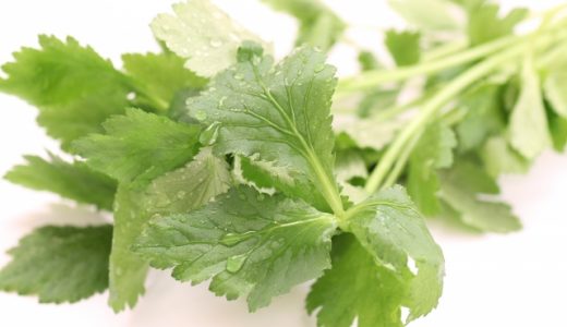 三つ葉は生で食べられる?茹でるべき?生ハム・生春巻き・サラダ等レシピを公開!