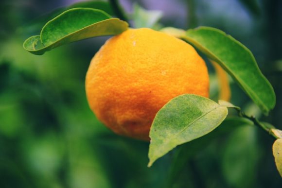 柚子の砂糖漬けの日持ちする保存方法は 作り方 アレンジレシピも お役立ち 季節の耳より情報局