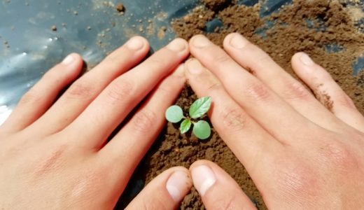 モロヘイヤは生で食べられる?新芽や茎には毒性がある?家庭菜園が危険な理由
