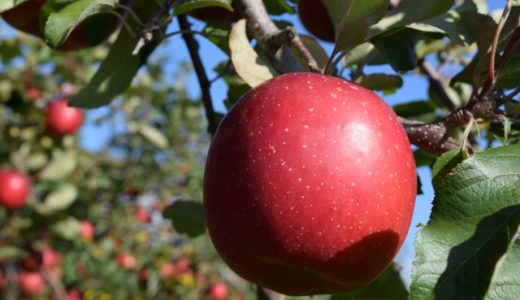 寝る前にりんごを食べると太る?便秘や下痢の改善に効果的な食べ方を紹介!