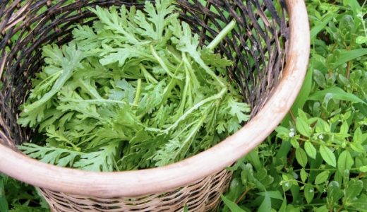 春菊の生食は危険?美味しく食べられるレシピは?苦味の原因のシュウ酸とは