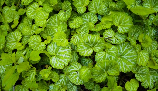 ユキノシタには毒性がある?葉部分が危険?食べ方や薬用としての効能も紹介