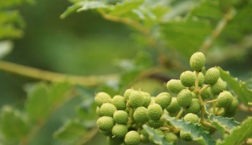 山椒を食べ過ぎると胃痛腹痛が?適量はどれぐらい?山椒や花椒の違いも解説