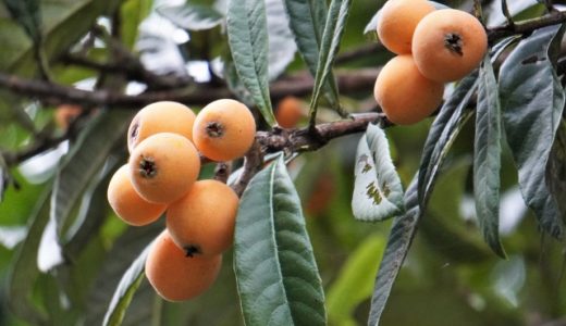 枇杷の葉の保存方法を紹介！日持ちのコツや効能・栄養素なども