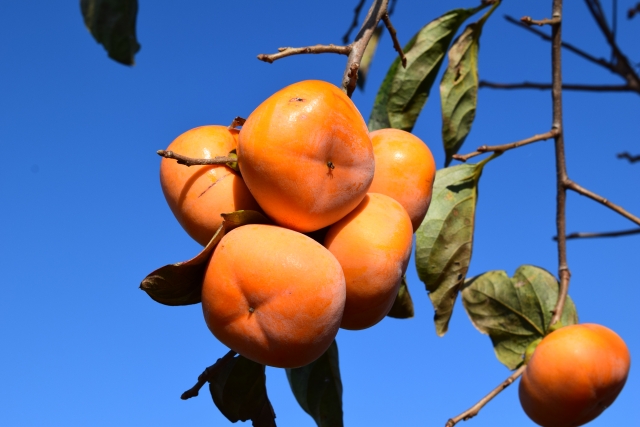 刀根早生柿 富有柿 次郎柿の違いとは 見分け方や食べごろ 育て方も お役立ち 季節の耳より情報局