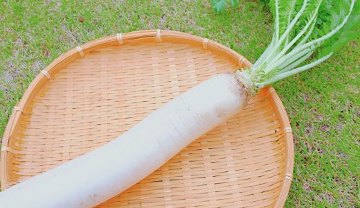 大根で胃痛に?辛い部分に関係が?食べ過ぎて起こるデメリット等解説!