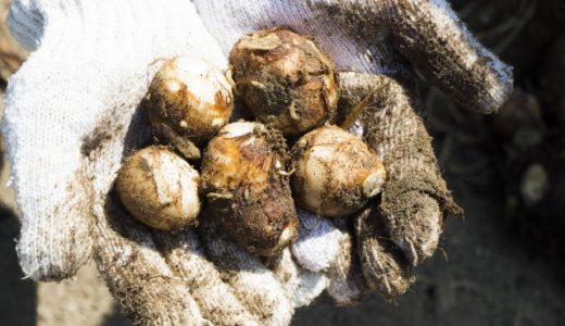 里芋の煮物は冷凍保存出来るの?サトイモに含まれる栄養素や適切な保存方法とは?