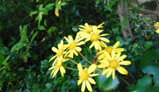 ツワブキの食べ方を解説!含まれる栄養素や効能・おすすめの調理法を紹介!