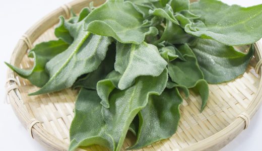 アイスプラントのプチプチの正体は?味は?赤い部分は何?生で食べれる?作り方は?