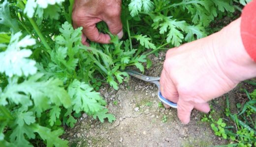 春菊は妊婦にオススメな食材?妊娠中にピッタリな理由や料理時のポイントを紹介