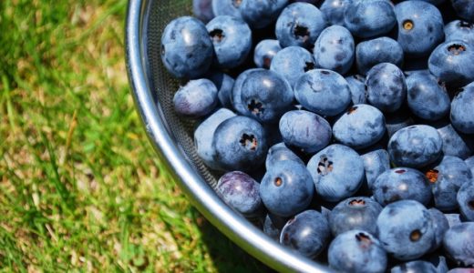 寝る前のブルーベリーは体に良いって本当?期待できる健康効果・効能とは?