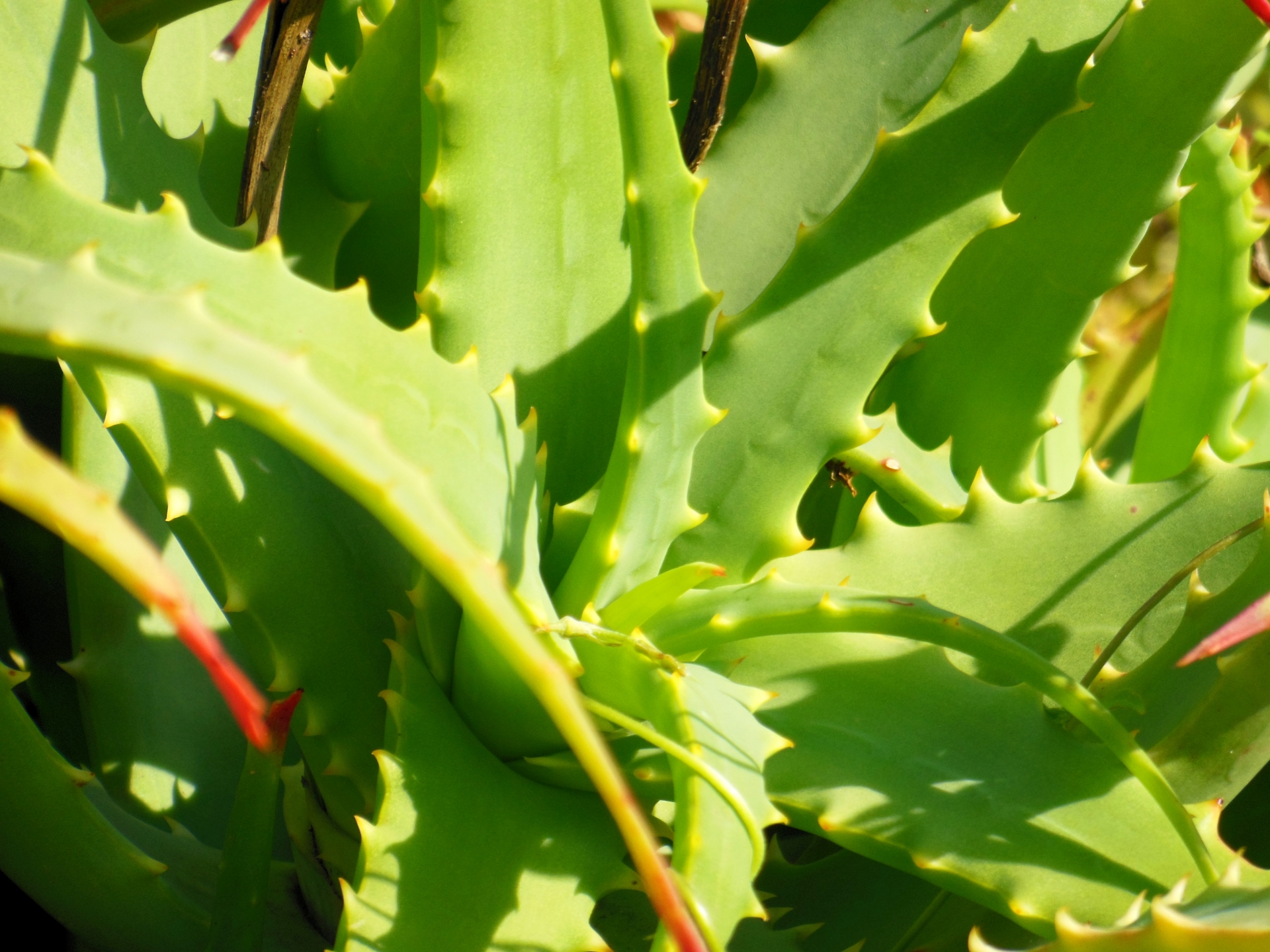 アロエベラは妊娠中に食べても大丈夫 グレープフルーツやみかんも解説 お役立ち 季節の耳より情報局