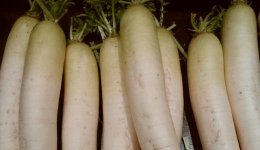大根を長持ちさせる方法とは?葉っぱの部分は切り落とすべき?賞味期限はどれくらい?