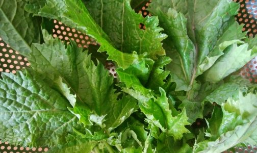 生食のからし菜の食べ過ぎは大丈夫？苦みの原因やおすすめレシピを解説