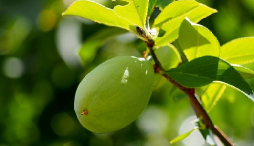 かりんシロップが発酵したらどうすればいい?花梨の栄養成分や効能・食べ方を紹介