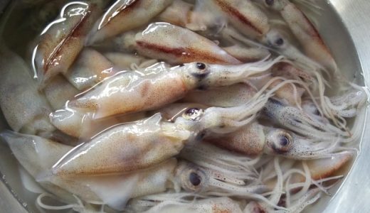 ホタルイカの沖漬けは寄生虫がいる?安全に食べるための処理方法を紹介します