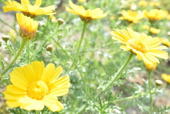 春菊に毒があるって本当 食べるときの注意点や対策とは 花や蕾は食べられる お役立ち 季節の耳より情報局
