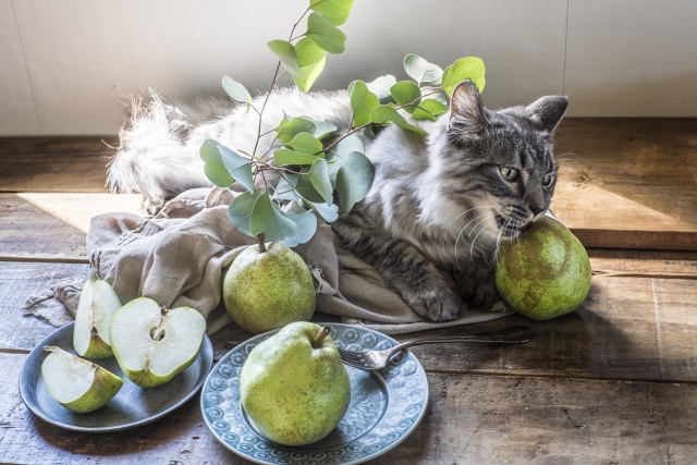 ラフランスは柔らかいと食べごろ 色で見極めてはいけない 見分け方を解説 お役立ち 季節の耳より情報局