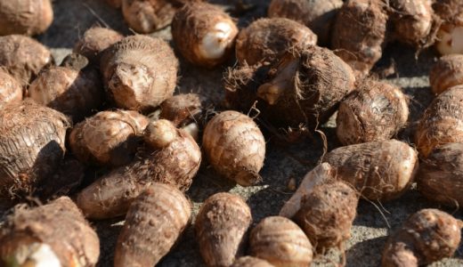 里芋は毒をもつ可能性はある?中が緑色・赤・ピンク・茶色・透明になる原因