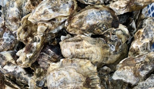 牡蠣の黒い部分の正体は?黒い汁はうんこって本当?カキの栄養素や効果とは?