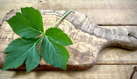 アシタバの食べ方を解説!どこが食べれる?毒は?おすすめレシピ・調理法