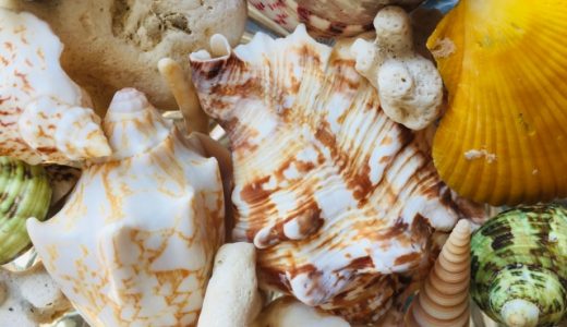 貝毒は熱処理しても消えないの?麻痺性貝毒はふぐ毒に匹敵するほど危険って本当?