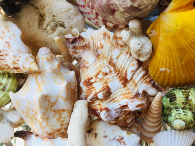 貝毒は熱処理しても消えないの 麻痺性貝毒はふぐ毒に匹敵するほど危険って本当 お役立ち 季節の耳より情報局