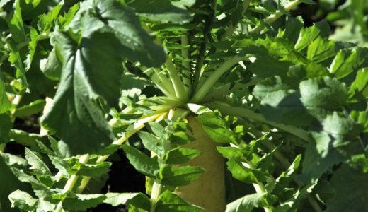 大根の冷凍にカビが生えても食べられる?青くなる原因は?シワシワでも大丈夫?