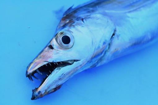 太刀魚 タチウオ の刺身にアニサキスが出る確率は 塩焼き 他の寄生虫は お役立ち 季節の耳より情報局