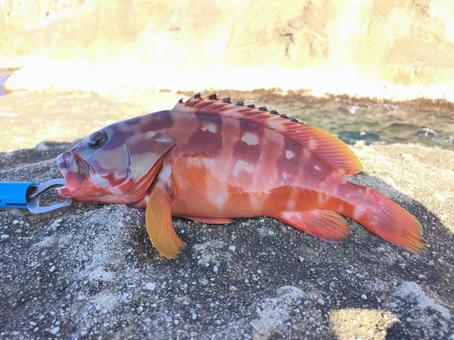 アカハタの刺身に寄生虫アニサキス イカリムシ 食中毒症状 対策は お役立ち 季節の耳より情報局