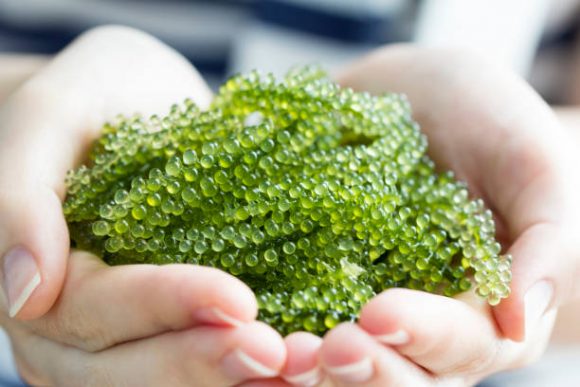 海ぶどうに寄生虫アニサキスはいない 腸炎ビブリオ食中毒の危険性は お役立ち 季節の耳より情報局