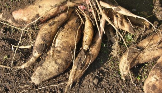 ヤーコンは腐ったらどうなる? カビが生えていても食べることができる?日持ちは?