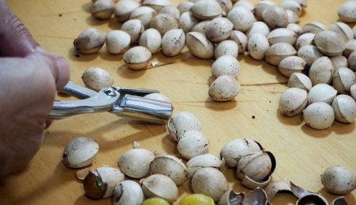 揚げ銀杏の食べ過ぎは危ない?何個まで大丈夫?気になる栄養と効果効能を解説!