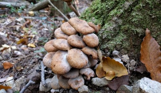 ツキヨタケの食中毒症状とは?ヒラタケ・シイタケとの見分け方や毒を持つ理由とは?