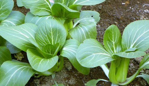 チンゲン菜は冷凍保存できる?長持ちさせる方法や作り置きおかずも