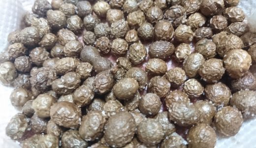 ニガカシュウのむかごとヤマノイモのむかごの見分け方とは?毒性は強いの?