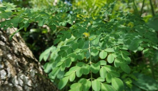 モリンガはお腹が張る?副作用があるの?摂るメリットや含まれる栄養について解説