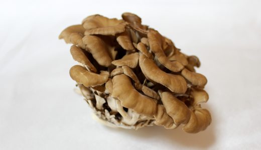 きのこに白いふわふわがついてるけどこれはなに?気中菌糸のカビの見分け方は?