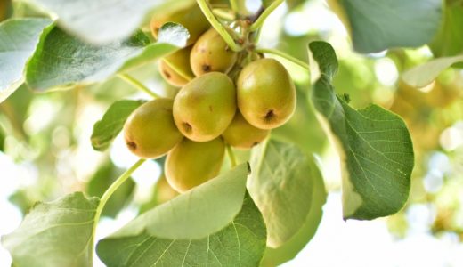 毎日キウイを食べていたらどんな効果を得られるの?食べ過ぎるとどうなるの?