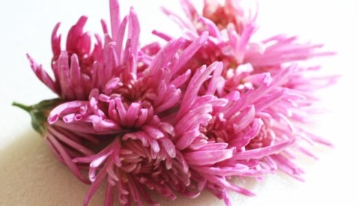 もってのほかの食べ方は?アンチエイジング効果が高いって本当?おすすめレシピ紹介