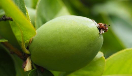 かりんジャムの効能とは?かりんシロップやかりんのはちみつ漬けの加工方法まとめ