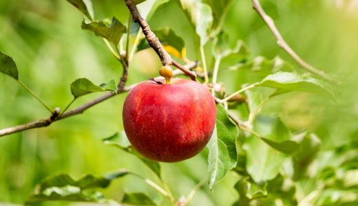りんごを毎日食べるとどんな効果がある？ダイエットにいい？おすすめレシピも。