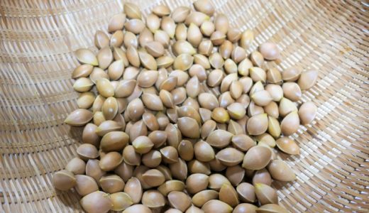銀杏の実が緑色になる理由は？正しい焼き方や美味しい食べ方は？べ過ぎに注意！