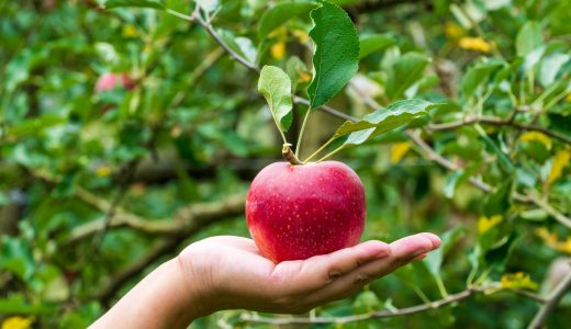 紅玉はそのままでもおいしい!?おすすめの食べ方やアレンジレシピも。