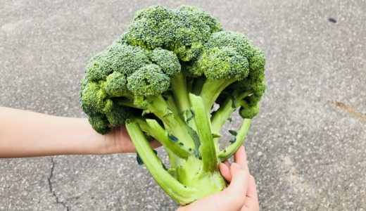 ブロッコリーの食べ過ぎは体に悪い?体臭がきつくなる?甲状腺に悪いって本当?